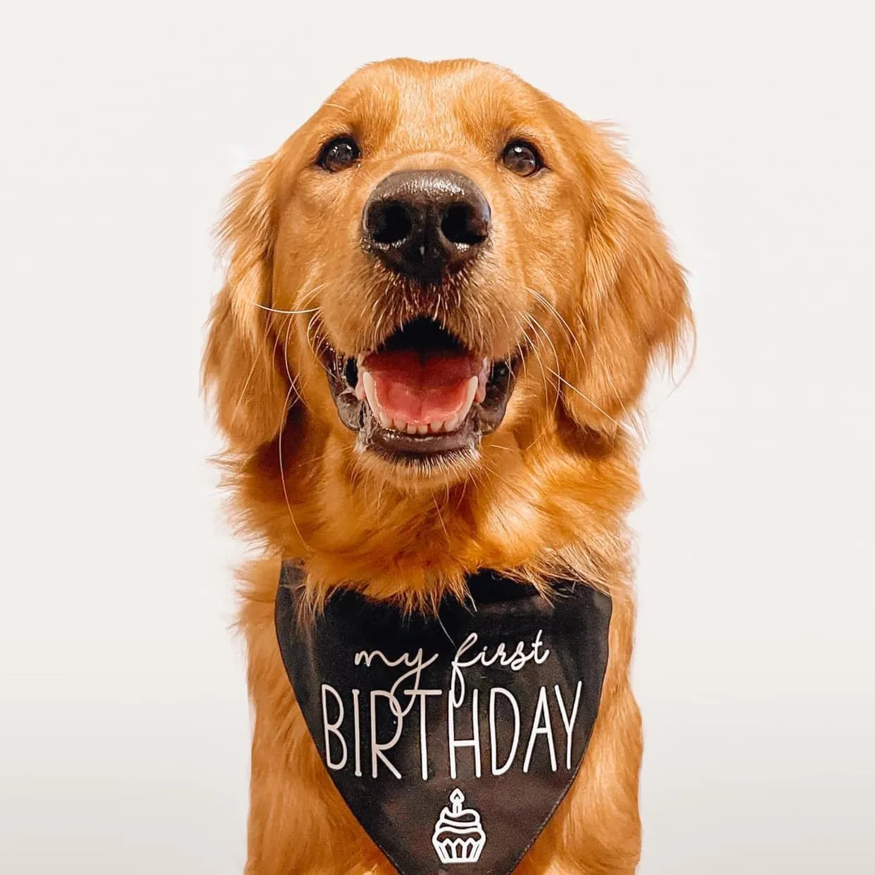 My First Birthday Dog Bandana | 100% Cotton Adjustable Triangle | Made in USA | Birthday Pawty | Party Theme | Celebration Photo Shoot Prop |Navy, One Size (389)